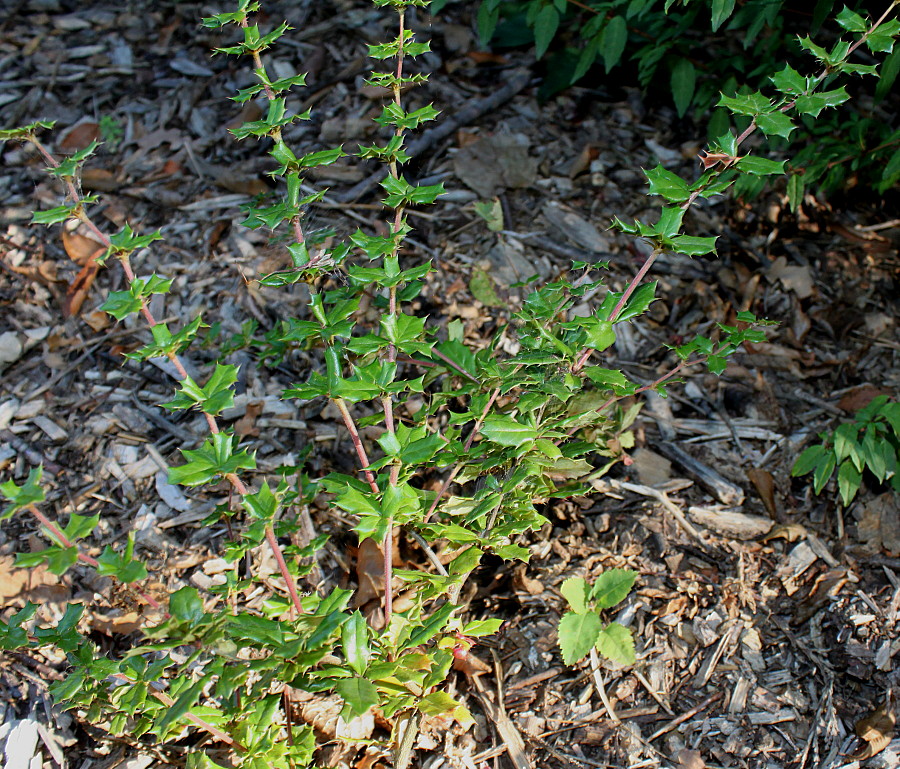 Изображение особи Berberis darwinii.