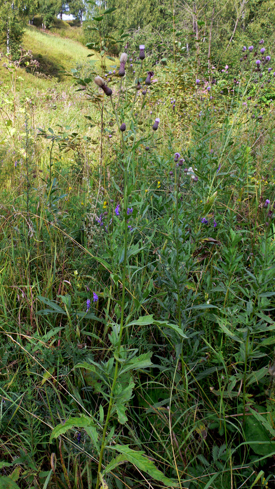 Изображение особи Cirsium setosum.