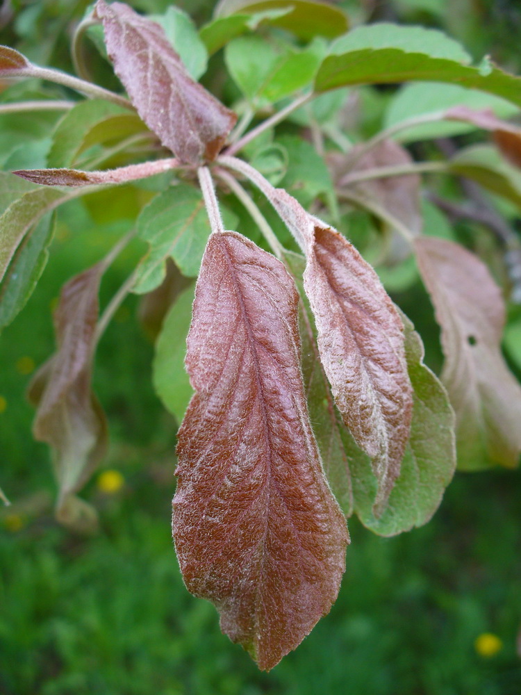 Изображение особи Malus niedzwetzkyana.