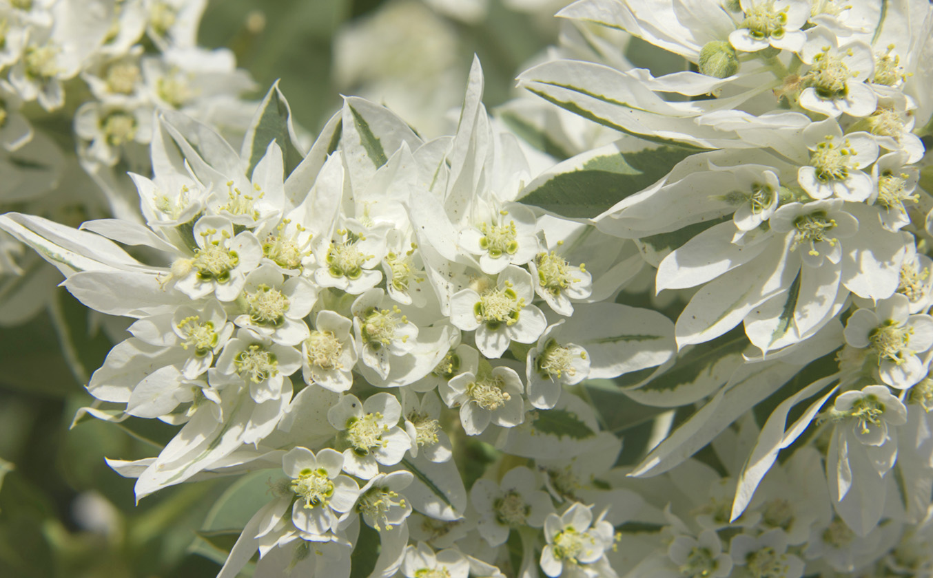 Image of Euphorbia marginata specimen.
