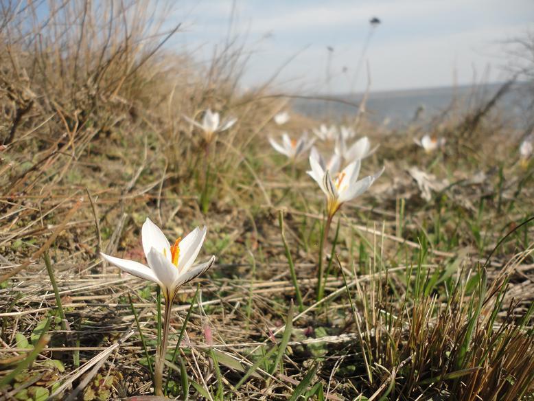 Изображение особи Crocus reticulatus.