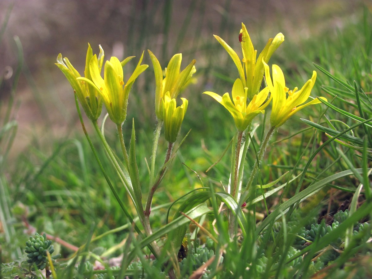 Image of Gagea dubia specimen.