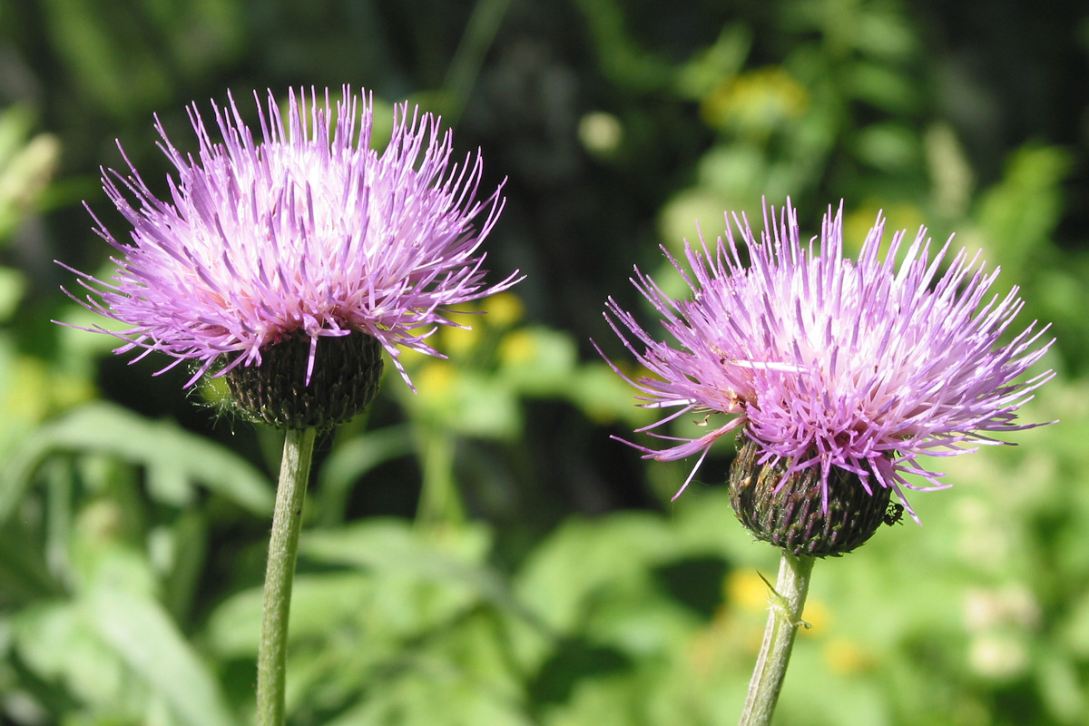 Изображение особи Cirsium helenioides.