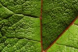 Gunnera tinctoria