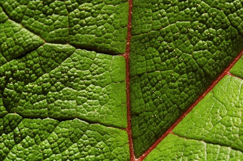 Image of Gunnera tinctoria specimen.