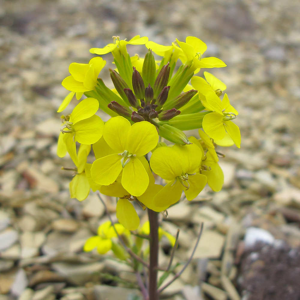 Image of Erysimum callicarpum specimen.