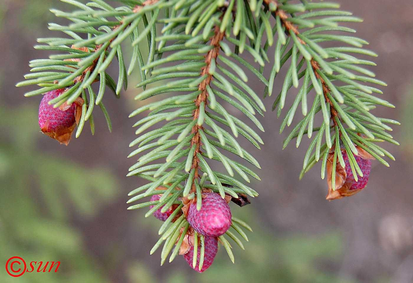 Image of Picea pungens specimen.