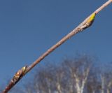 Betula utilis variety jacquemontii. Средняя часть побега с почками. Германия, г. Дюссельдорф, Ботанический сад университета. 13.03.2014.