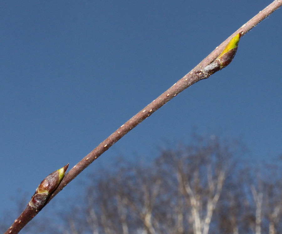 Изображение особи Betula utilis var. jacquemontii.