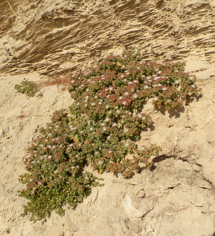 Изображение особи Mesembryanthemum crystallinum.