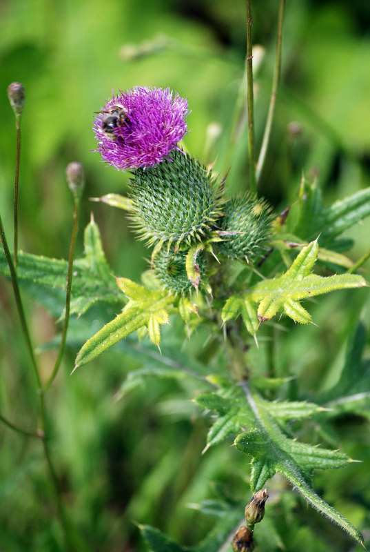 Image of Cirsium vulgare specimen.