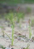 genus Carex. Цветущее растение. Амурская область, среднее течение реки Деп. 01.06.2012.