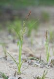 genus Carex. Цветущее растение. Амурская область, среднее течение реки Деп. 01.06.2012.