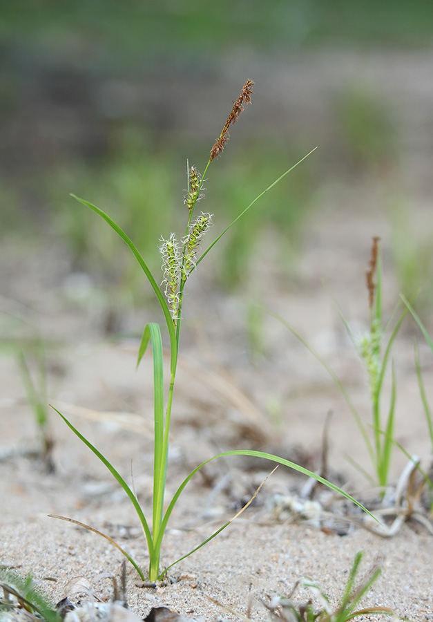 Изображение особи род Carex.