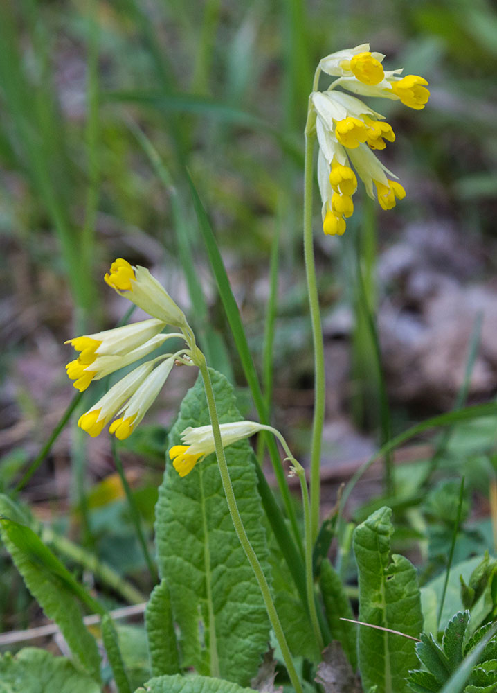 Image of Primula macrocalyx specimen.