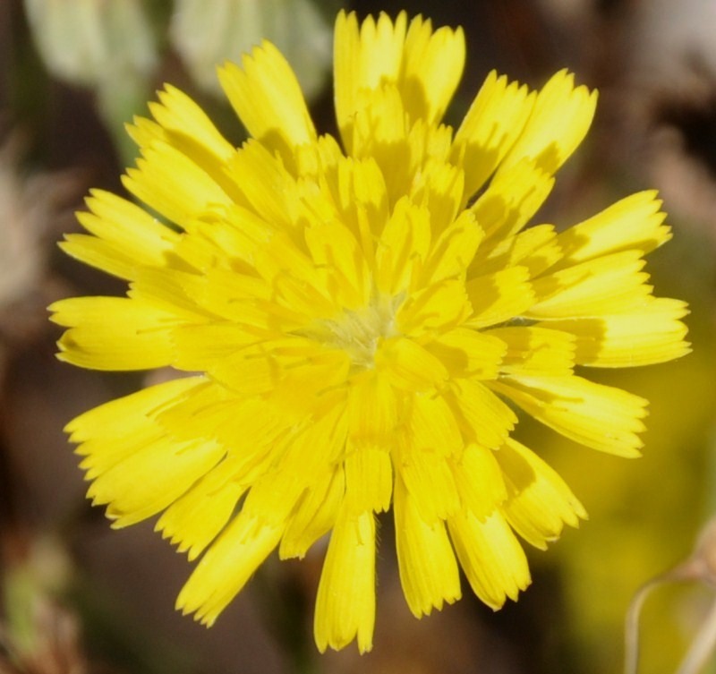 Image of Tolpis virgata specimen.