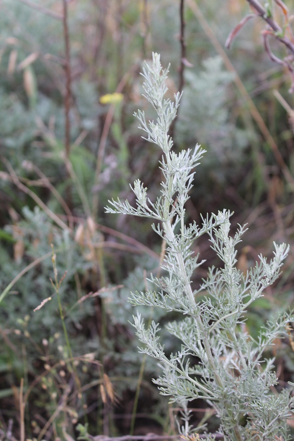 Image of genus Artemisia specimen.