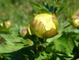 Trollius europaeus. Бутон. Ярославская обл., пос. Борисоглебский, влажный луг в долине р. Устье. 16 мая 2014 г.