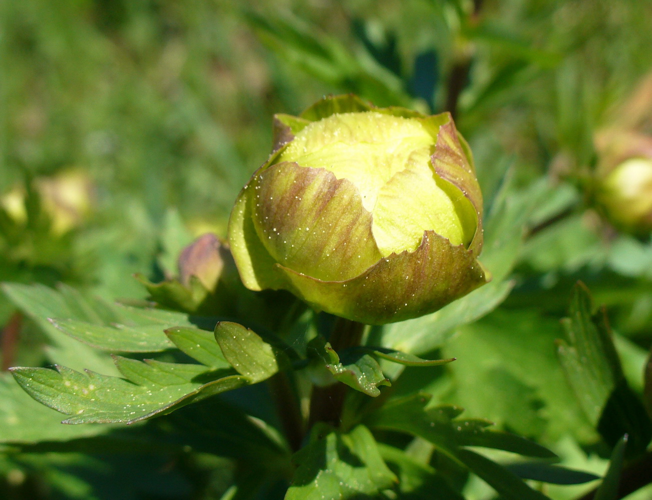 Изображение особи Trollius europaeus.