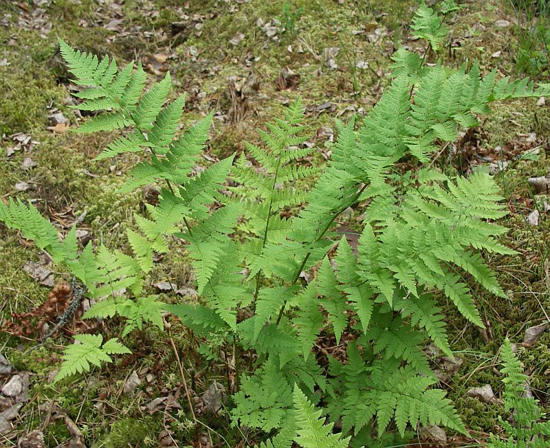 Изображение особи Dryopteris carthusiana.