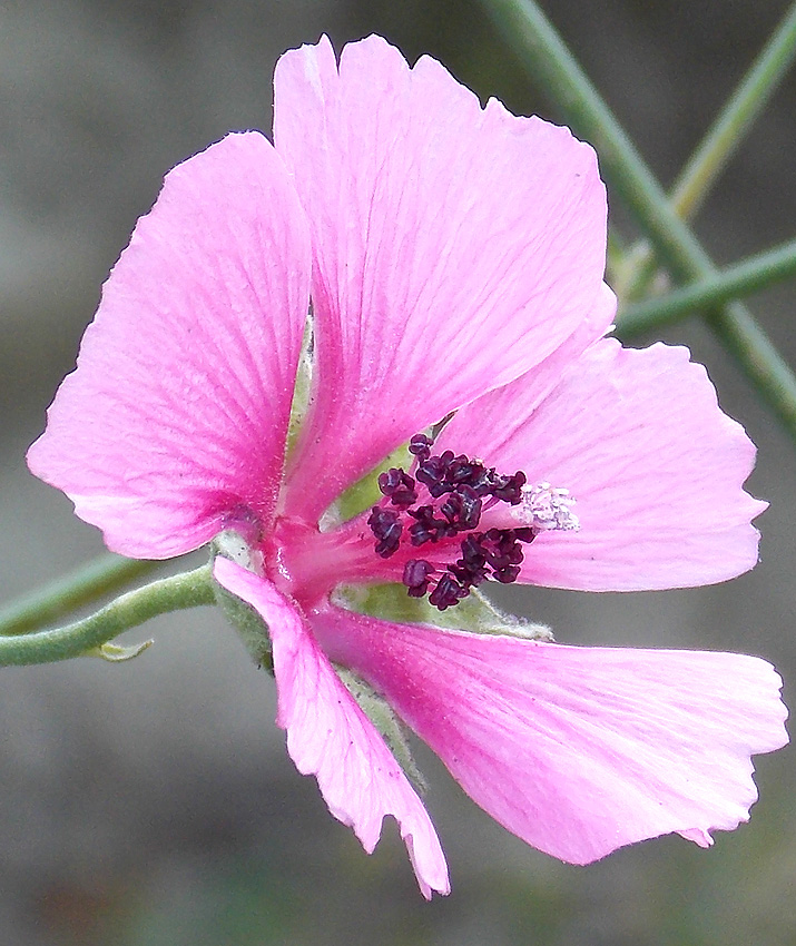 Image of Althaea cannabina specimen.