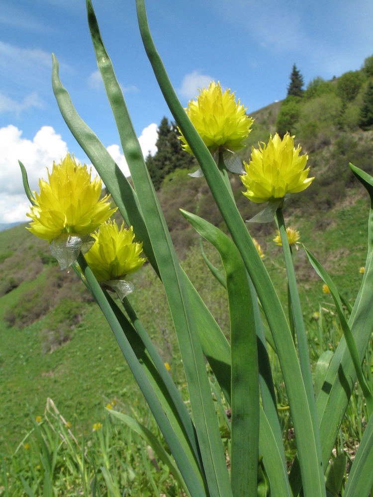 Изображение особи Allium semenowii.