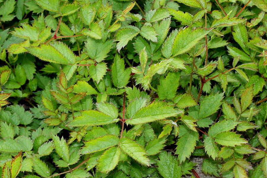 Изображение особи Astilbe chinensis.