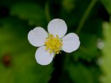 Fragaria virginiana