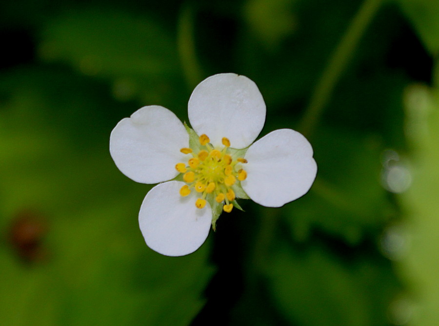 Image of Fragaria virginiana specimen.