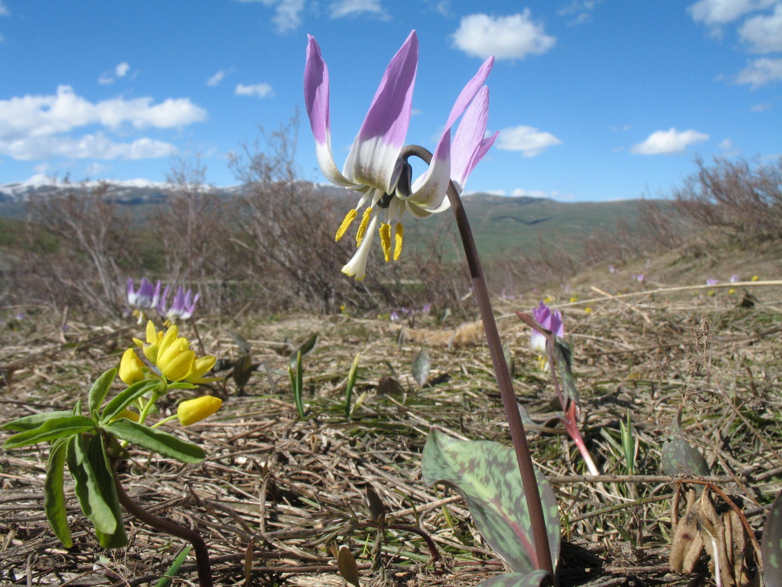 Изображение особи Erythronium sibiricum.