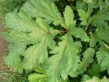 Heracleum sosnowskyi