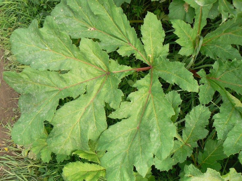 Image of Heracleum sosnowskyi specimen.