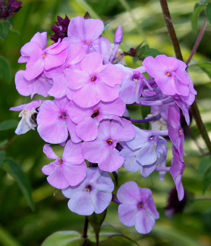 Image of Phlox maculata specimen.