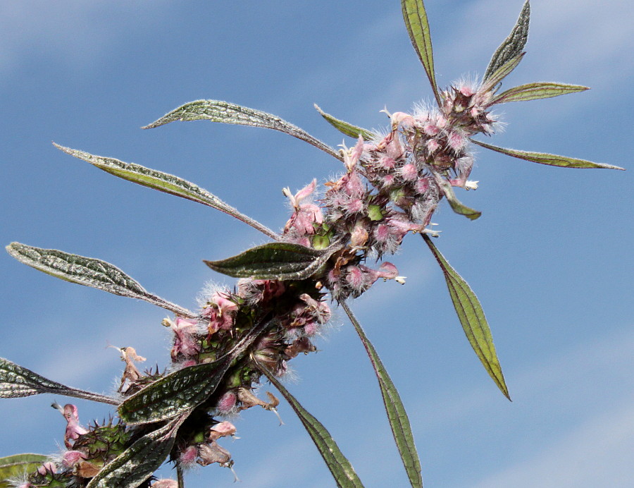 Image of Leonurus cardiaca specimen.
