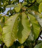 Magnolia hypoleuca. Верхушка побега. Германия, г. Дюссельдорф, Ботанический сад университета. 05.09.2014.