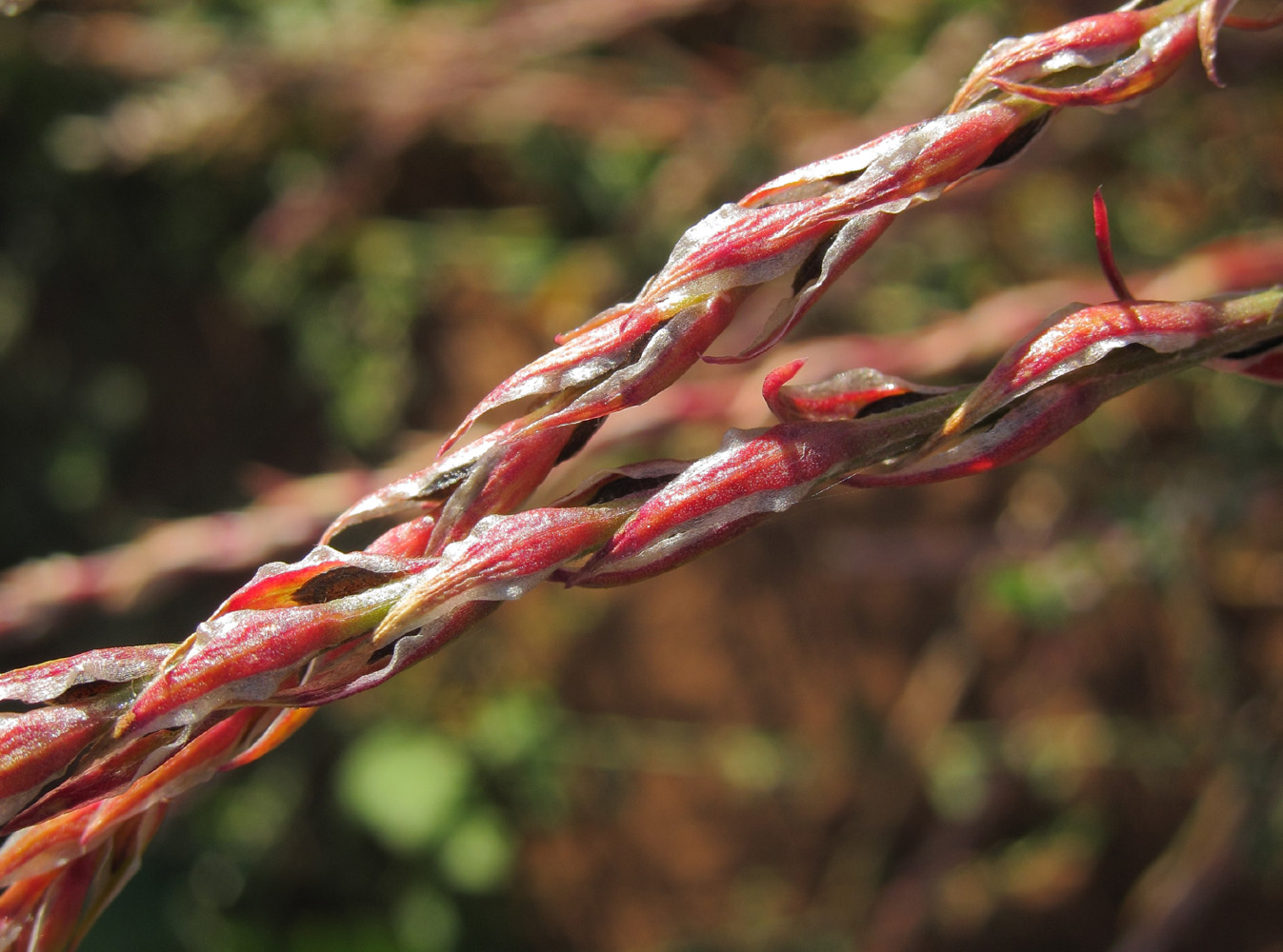 Изображение особи Corispermum hyssopifolium.