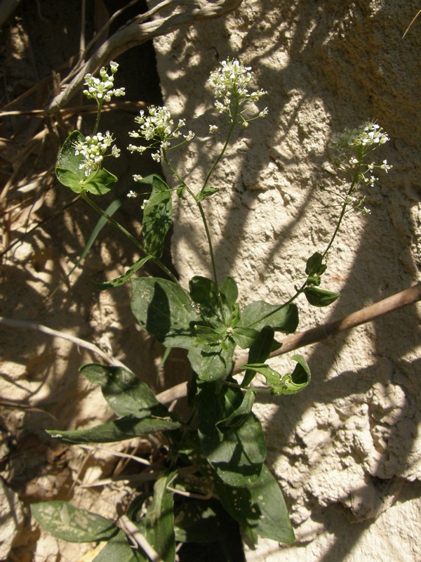 Image of Cardaria draba specimen.