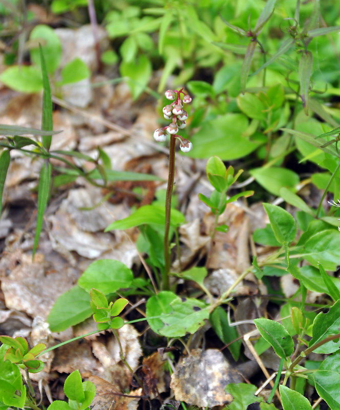 Изображение особи Pyrola minor.