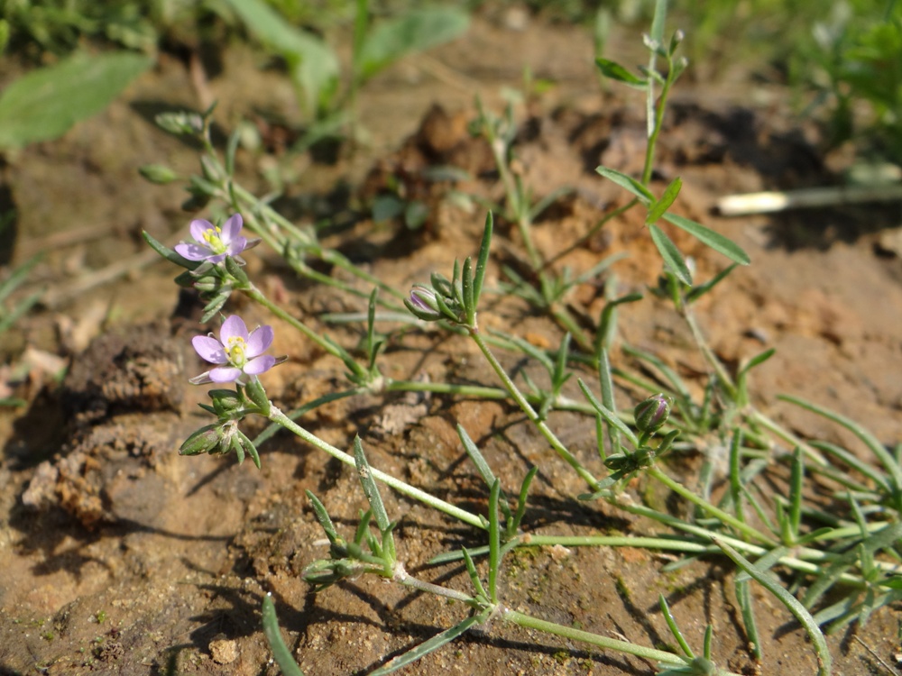 Image of Spergularia rubra specimen.