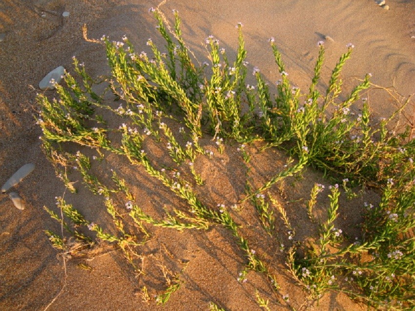 Image of Cakile euxina specimen.