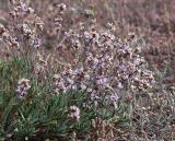 Limonium suffruticosum. Часть кустарничка в однолетнесолянковом [Ofaiston monandrum] сообществе. Казахстан, Павлодарская обл., 3 км восточнее с. Ямышевское на правом берегу Иртыша, северо-западный берег Солёного Ямышевского озера, плоская терраса в озёрной котловине; гидроморфный галофильнополукустарничковый солончак в комплексе с полынно-однолетнесолянковыми \"пятнами\" на микроводоразделах. 12 сентября 2014 г.