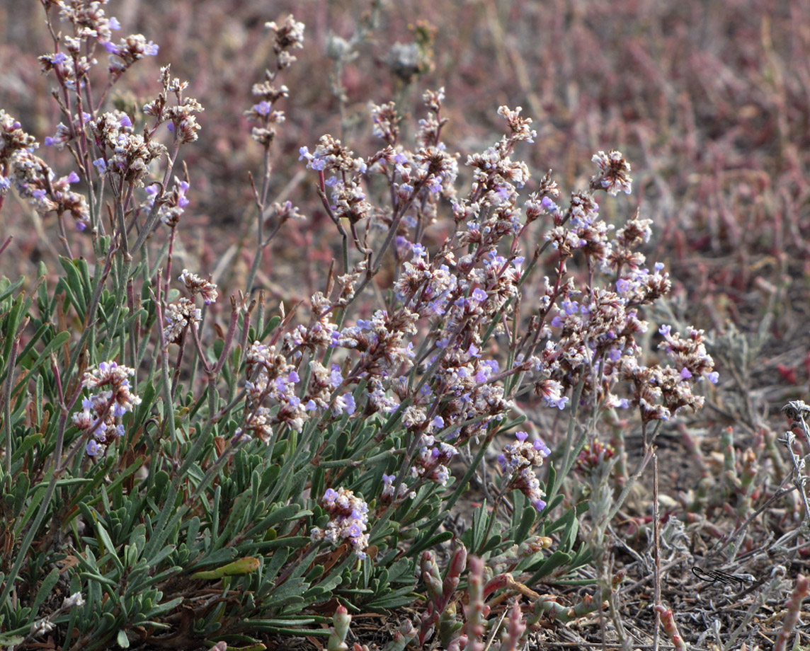 Image of Limonium suffruticosum specimen.