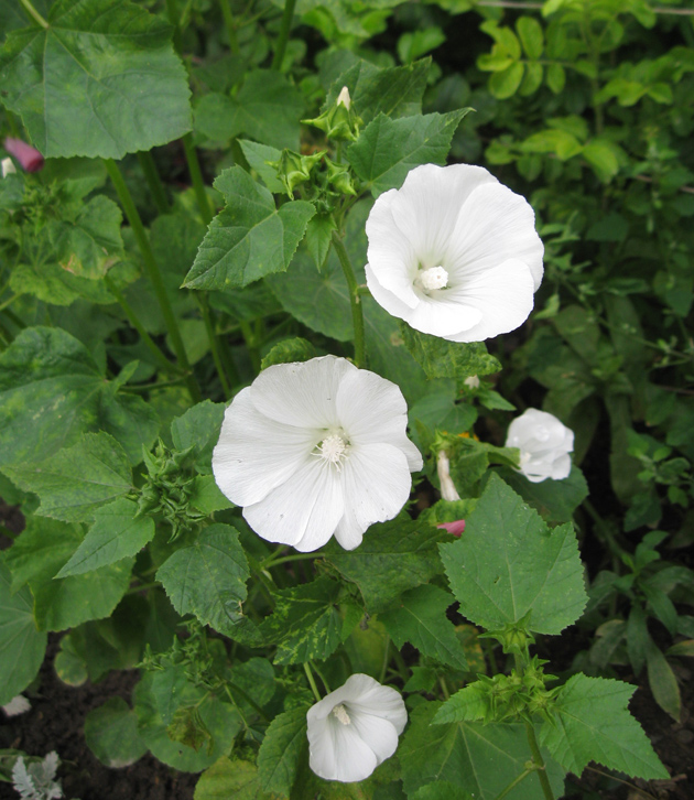 Image of Malva trimestris specimen.