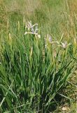 Iris pseudonotha