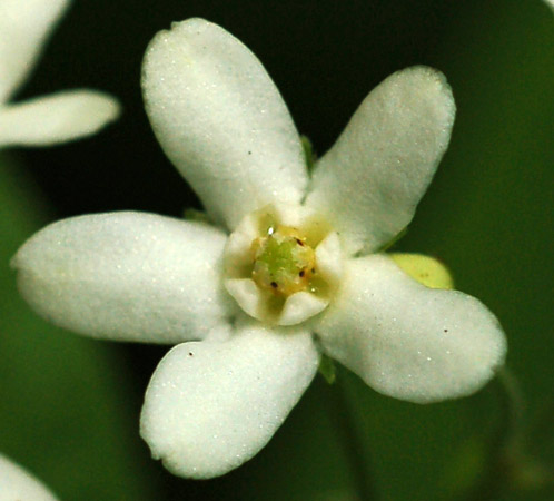 Изображение особи Vincetoxicum ascyrifolium.