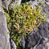 Stellaria humifusa