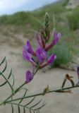 Astragalus varius