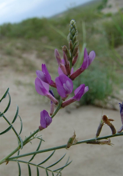 Image of Astragalus varius specimen.