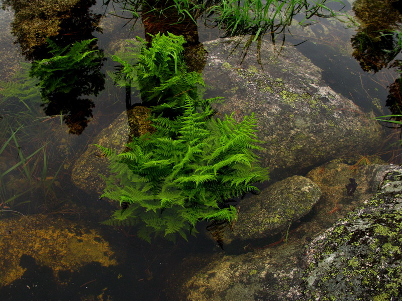 Image of Athyrium distentifolium specimen.