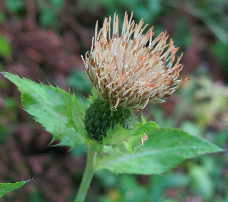 Изображение особи Cirsium oleraceum.